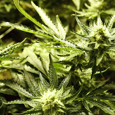 Feds acknowledge lack of authority in prosecuting Kettle Falls Five for medical marijuana grow