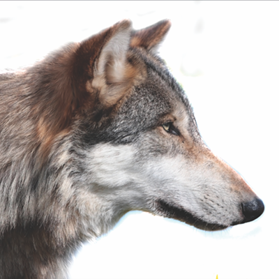 Lands Council adds to reward offered for wolf poachers, now up to $26,000