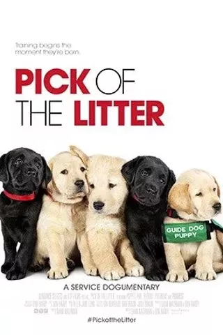 Image: Pick of the Litter