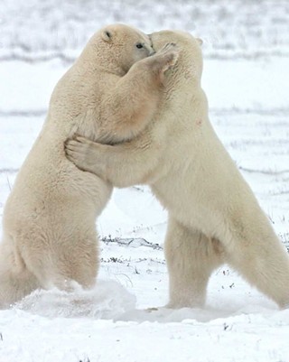 Polar Bears and Arctic Ecology