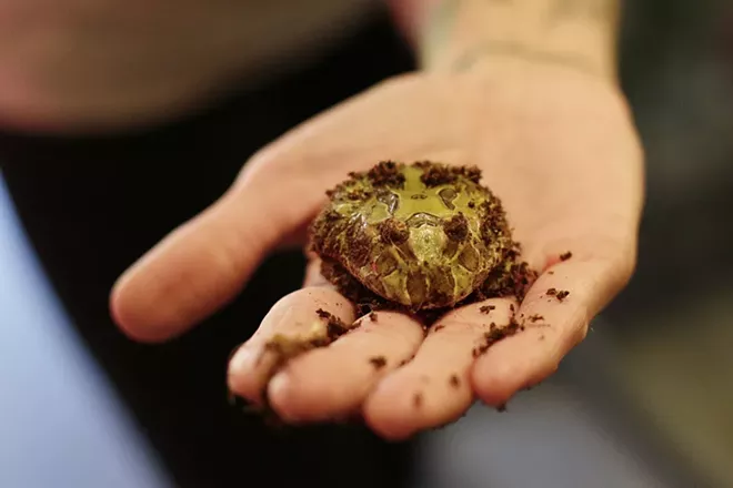 Image: 2018 Pet Issue