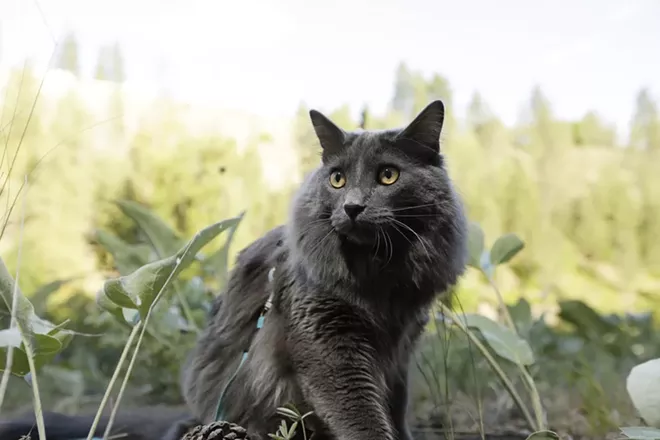 Image: 2018 Pet Issue
