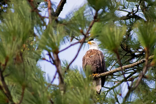 Image: Eagles of Lake Coeur d'Alene