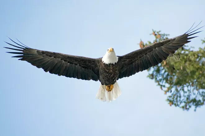 Image: Eagles of Lake Coeur d'Alene