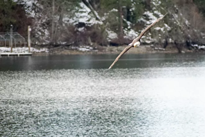 Image: Eagles of Lake Coeur d'Alene