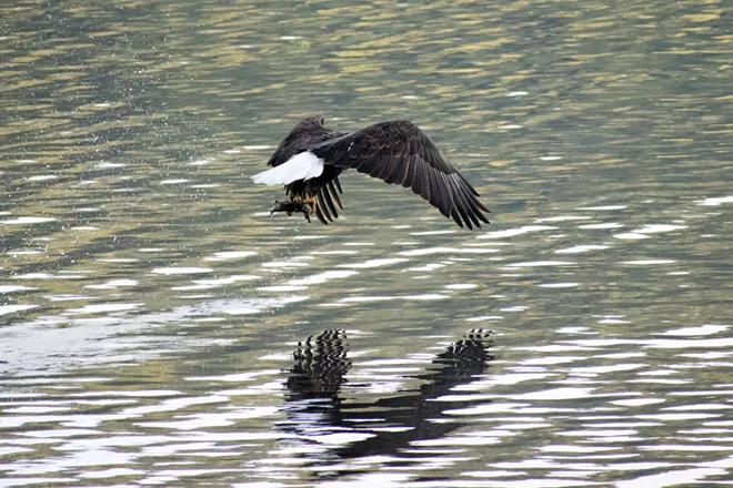 Image: Eagles of Lake Coeur d'Alene