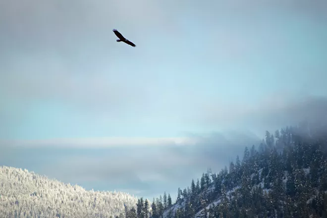 Image: Eagles of Lake Coeur d'Alene