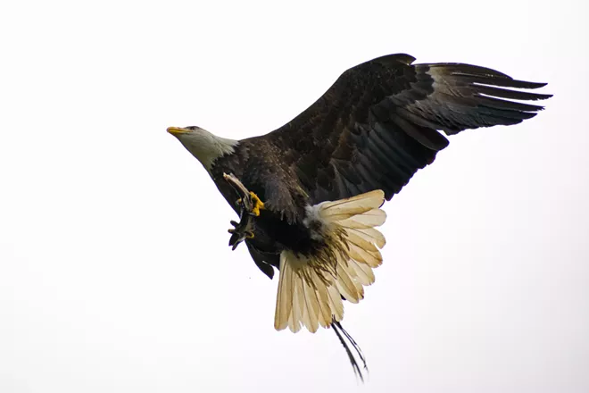 Image: Eagles of Lake Coeur d'Alene