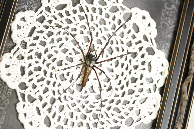 Image: The Taxidermied Spiders of CarLy Haney