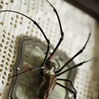 Image: The Taxidermied Spiders of CarLy Haney