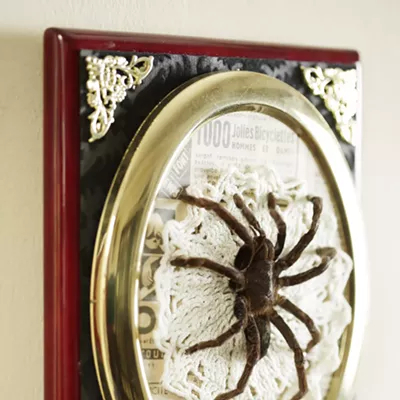 Image: The Taxidermied Spiders of CarLy Haney