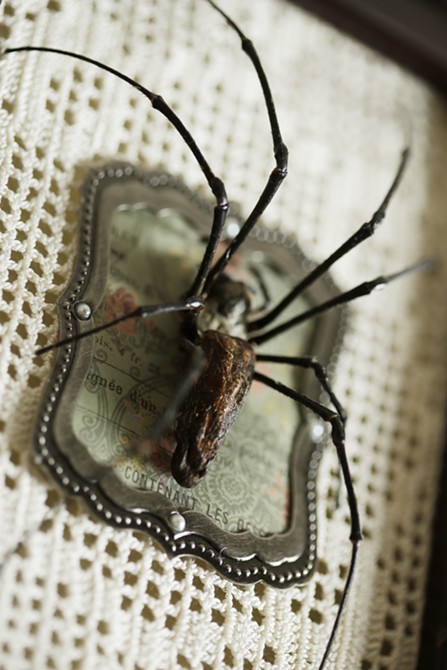 The Taxidermied Spiders of CarLy Haney