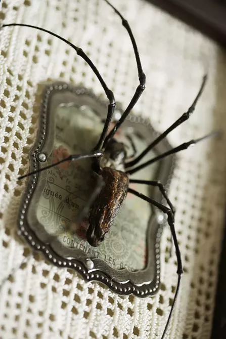 Image: The Taxidermied Spiders of CarLy Haney