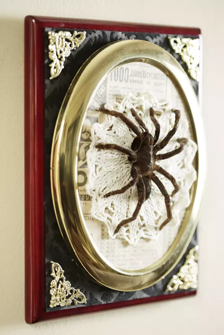 Image: The Taxidermied Spiders of CarLy Haney