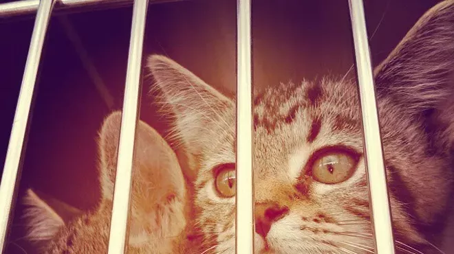 Image: Voluntary quarantine at Spokane Humane Society after parvo, feline distemper found