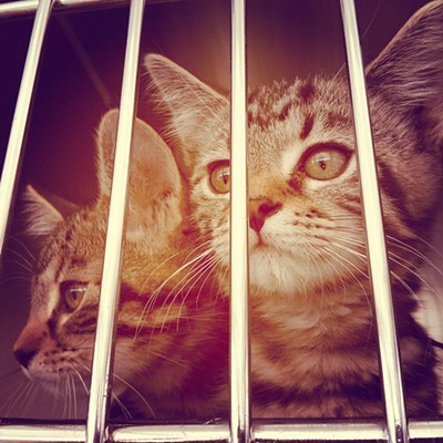 Voluntary quarantine at Spokane Humane Society after parvo, feline distemper found