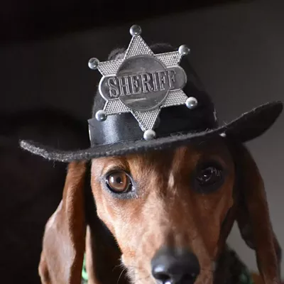 Image: Radley, mascot at Dachshund Rescue NW