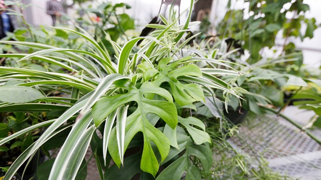 A local expert helps you maximize the benefits of houseplants with minimal effort