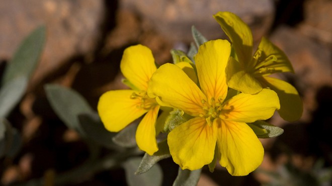 A new Washington State University discovery about seed oils could eventually help biofuel production and hinder bioterrorism