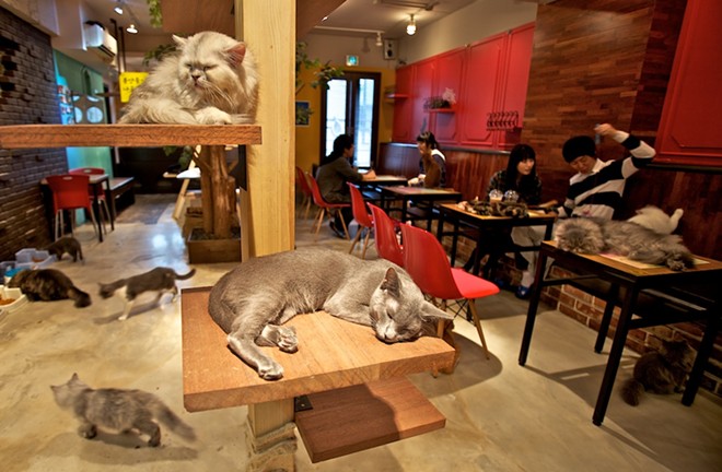CAT FRIDAY: The cat cafes are coming