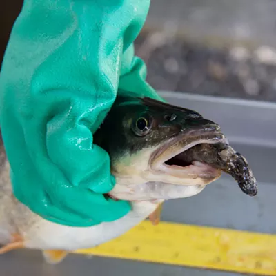 Image: Anglers are cashing in and helping salmon by catching northern pikeminnow in the Columbia and Snake rivers