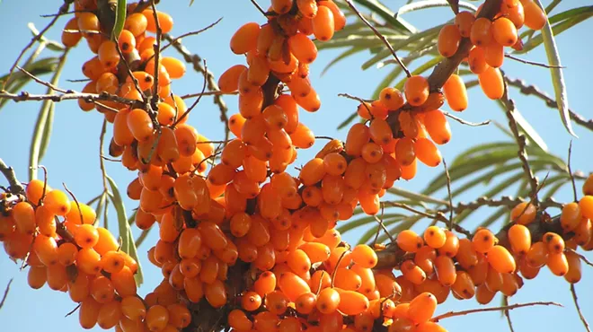 Image: Around the World in 80 Plates: Sea Buckthorn from the East Himalayas