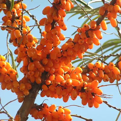 Image: Around the World in 80 Plates: Sea Buckthorn from the East Himalayas
