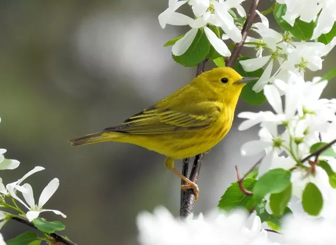 bird_1.webp