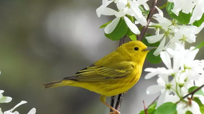 Image: Attracting Birds to Your Yard
