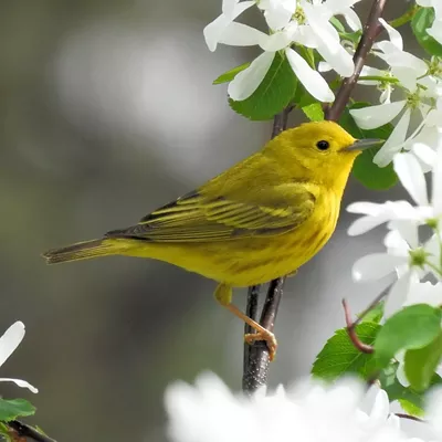 Image: Attracting Birds to Your Yard