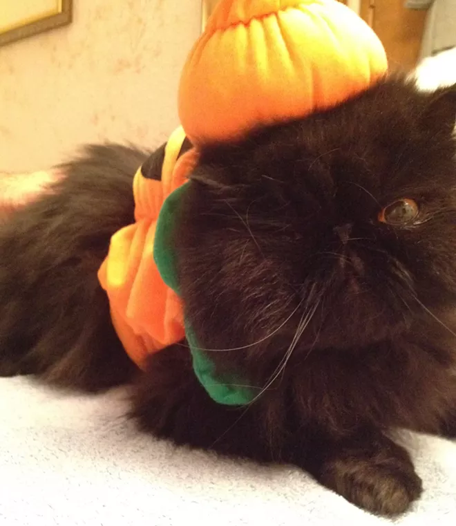 HALLOWEEN: Inlander staff cats in costume