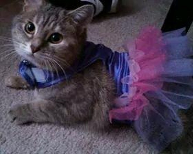 CAT FRIDAY: Results of the 2014 Halloween Cats Photo Contest