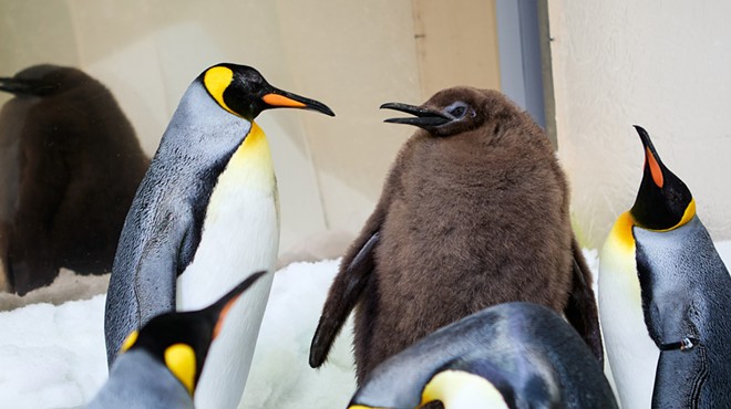 Pesto the baby king penguin is a global superstar, Inland Northwest artists honored at Spokane Arts awards gala; plus, new music!