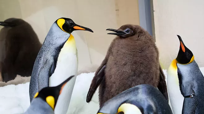 Image: Pesto the baby king penguin is a global superstar, Inland Northwest artists honored at Spokane Arts awards gala; plus, new music!