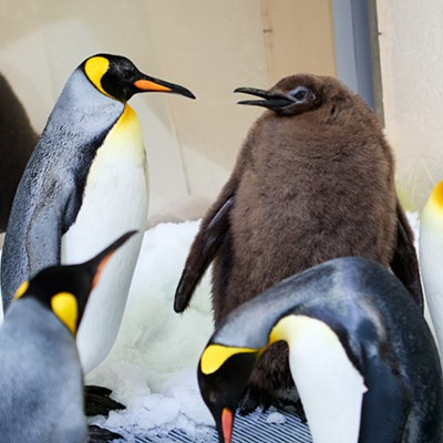 Image: Pesto the baby king penguin is a global superstar, Inland Northwest artists honored at Spokane Arts awards gala; plus, new music!