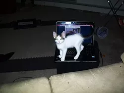 CAT FRIDAY: A few awesome cat-related Tumblrs