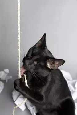 CAT FRIDAY: All of these celebri-cats are more famous than you