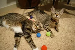 CAT FRIDAY: All of these celebri-cats are more famous than you