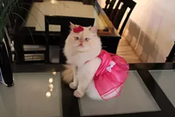 CAT FRIDAY: All of these celebri-cats are more famous than you