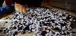 CAT FRIDAY: All of these celebri-cats are more famous than you