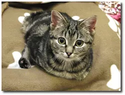 CAT FRIDAY: All of these celebri-cats are more famous than you