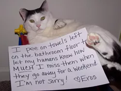 CAT FRIDAY: Cat Shaming