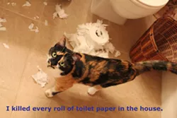 CAT FRIDAY: Cat Shaming