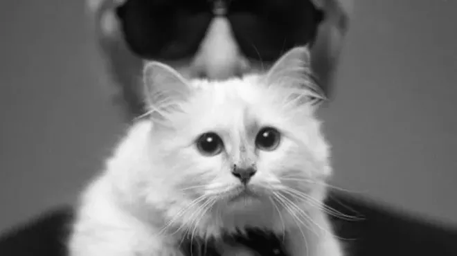 Image: CAT FRIDAY: Cats are taking over fashion