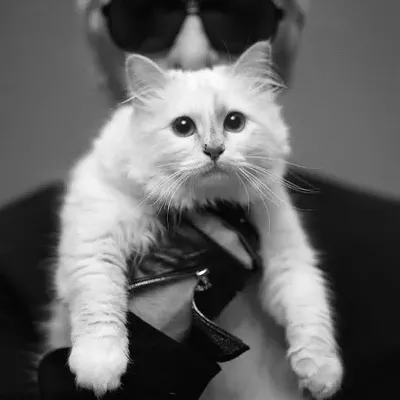 Image: CAT FRIDAY: Cats are taking over fashion