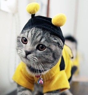 CAT FRIDAY: Cats in costumes Inlander photo contest!
