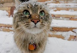 CAT FRIDAY: Cats in snow edition