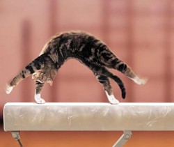 CAT FRIDAY: Cats who should be in the Olympics