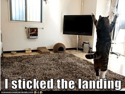 CAT FRIDAY: Cats who should be in the Olympics