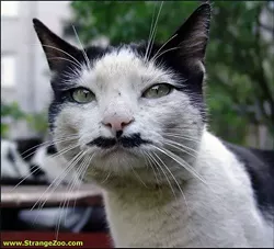 CAT FRIDAY: Cats with moustaches edition